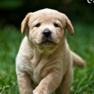 Meet your Posher, Lilly